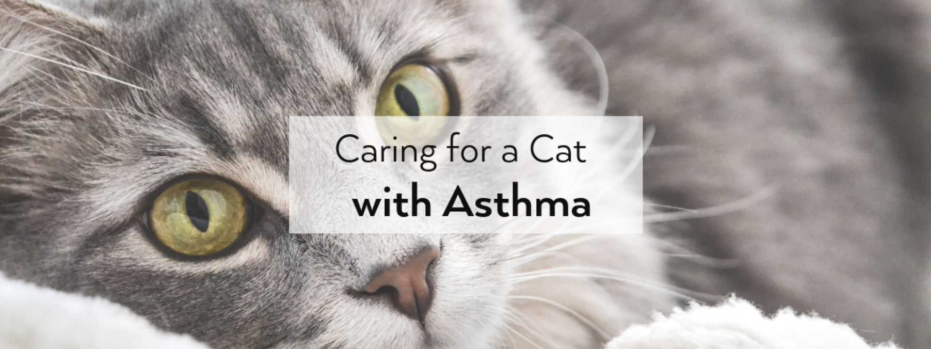 Caring for a Cat with Asthma Caring for a Cat with Asthma